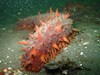 Photo of Parastichopus californicus